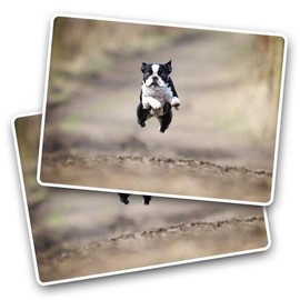 Rectangle Stickers(Set of 2) 7.5cm - ny Boston Terrier Dog Jumping Fun Decals for Laptops,Tablets,Luggage,Scrap Booking,Fridges, #45092
