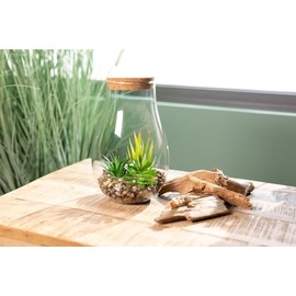 Artificial Succulent Mix in Glass with Lid 13 x 22 cm Green Plant Succulent Artificial Plant Table Decoration