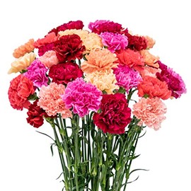 FlowerPrime 200 Mother's Day Carnations - Fresh Natural Cut Flowers – Special Holiday Variety Pack