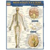 Nervous System Advanced