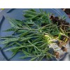 Unbranded 1 KALANCHOE MADRE DE MILES ARANTO MOTHER OF THOUSANDS