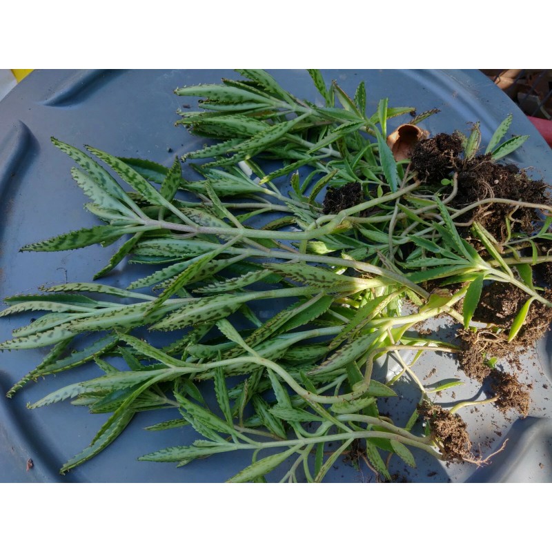 Unbranded 1 KALANCHOE MADRE DE MILES ARANTO MOTHER OF THOUSANDS