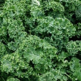 2000 Dwarf Siberian Kale Seeds for Planting Heirloom Non GMO 8+ Grams Garden Vegetable Bulk Survival