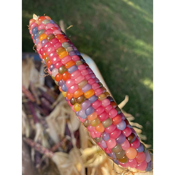 Glass Gem Cherokee Indian Corn Heirloom Premium Seed Packet + More