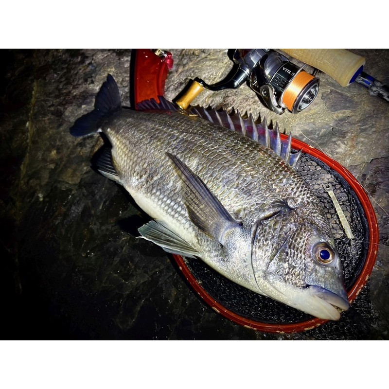 GOSEN Answer Ajing PE×4 150m No. 0.2 (5lb)