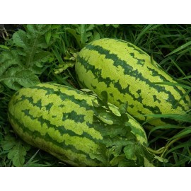 Southeast Seeds Georgia Rattlesnake Watermelon Seeds, NON-GMO, Gypsy Watermelon, FREE SHIPPING - 20 Seeds or 2 Grams