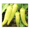100 Sweet Banana Pepper Seeds for Planting Non GMO Heirloom