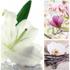 Aromas Para Difusores Profesionales A Base De Aceites 100ml Spa