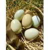 Unbranded 12 Hollow GREEN Eggs from Free-range Hens