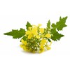 CEMEHA SEEDS - Seeds White Mustard Wild Non GMO Vegetable