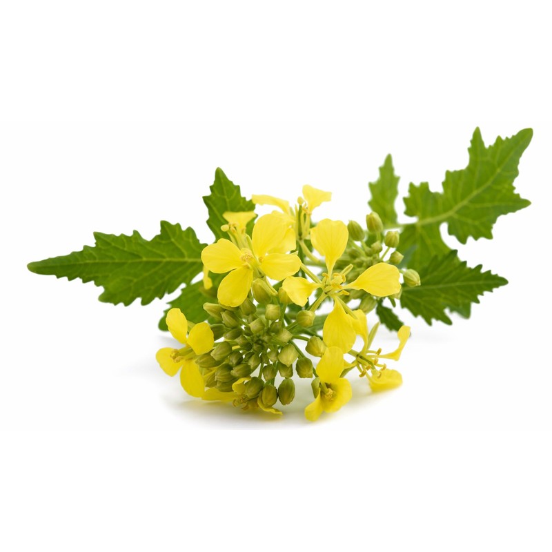 CEMEHA SEEDS - Seeds White Mustard Wild Non GMO Vegetable