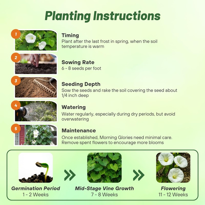 Outsidepride Pearly Gates Morning Glory Seeds - 250 pcs Annual