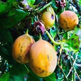 Dragon Garden's, Saipan Sweet Granadilla Yellow Passion Fruit Seeds (Passiflora ligularis) Climber Vine - 40 SEEDS