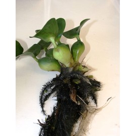 Floating Plants for Water Gardens and Ponds (Water Hyacinth) (Water Hyacinth, 1, Count)