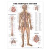 The Nervous System Anatomical Chart