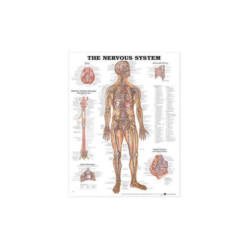 The Nervous System Anatomical Chart