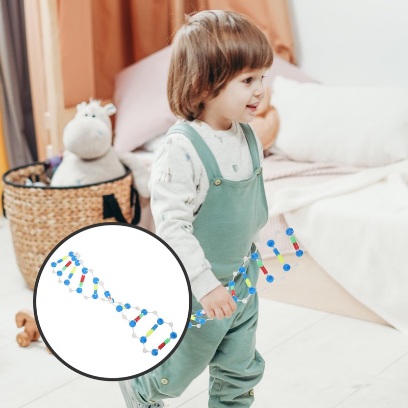 Abaodam Components of Double DNA Model DNA Model Kit DNA