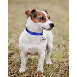 TagME Reflective Nylon Dog Collars, Adjustable Classic Dog Collar with Quick Release Buckle for Puppy, Royal Blue, 3/8in Width (XS)