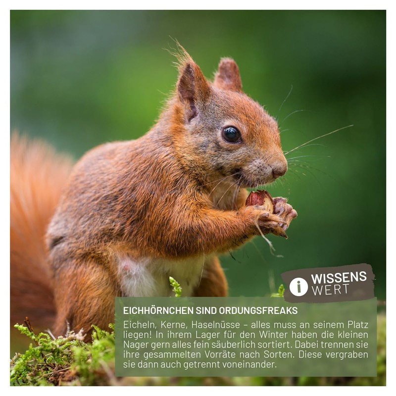 wildtier liebe Squirrel Feeder Weatherproof I Made of Screwed Solid