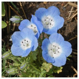 Everwilde Farms - 1/4 Lb Baby Blue Eyes Native Wildflower Seeds - Gold Vault