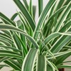 Spider Plant Reverse - Size: 4" Pot