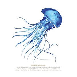 SeaKisses Jellyfish A4 SeaLife Print Unframed