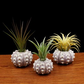 Xuniu Air Plants Sea Urchin Tabletop Tillandsia Holder Miniature Gardening Decorations 4cm-7cm