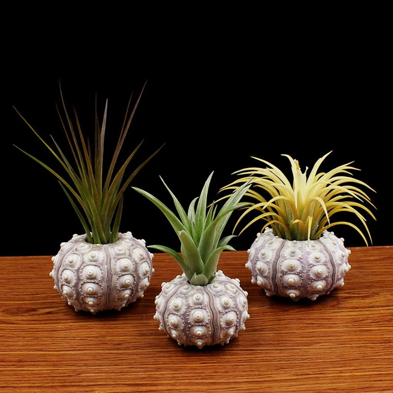 Xuniu Air Plants Sea Urchin Tabletop Tillandsia Holder Miniature Gardening