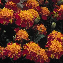 Marigold Seeds - Janie Series - Spry - 100 Seed Packet - Tagetes patula - Non-GMO, Open Pollinated - Flower Gardening
