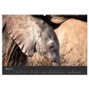 Elephant Grey Giants (Wall Calendar 2026 DIN A2 Landscape), CALVENDO