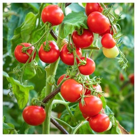 Everwilde Farms - 1 Oz Organic Tiny Tim Production Tomato Seeds - Gold Vault Packet