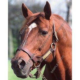 Secretariat 1973 Kentucky Derby Triple Crown Champion Horse Racing 11x14 Photo