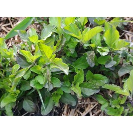 Roots 4 LIVE THAI HOLY BASIL - HEBRS ROOTS TO PLANT 4-5 Inches "KA POAW"