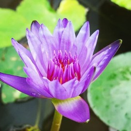 Mainam Mix Colorful Tropical Water Lily Tuber Live Aquarium Plant for Freshwater Fish Pond Balcony Buy 2 GET Fertilizer Free (Purple Nymphaea Panama Pacific)