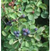 Saskatoon Serviceberry (Amelanchier alnifolia), 20 seeds