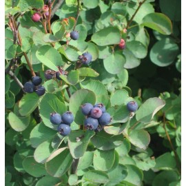 Saskatoon Serviceberry (Amelanchier alnifolia), 20 seeds