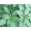 2 Packages of Egyptian Spinach (Rau Day/saluyot/ Molokhia/Jute Seeds) -