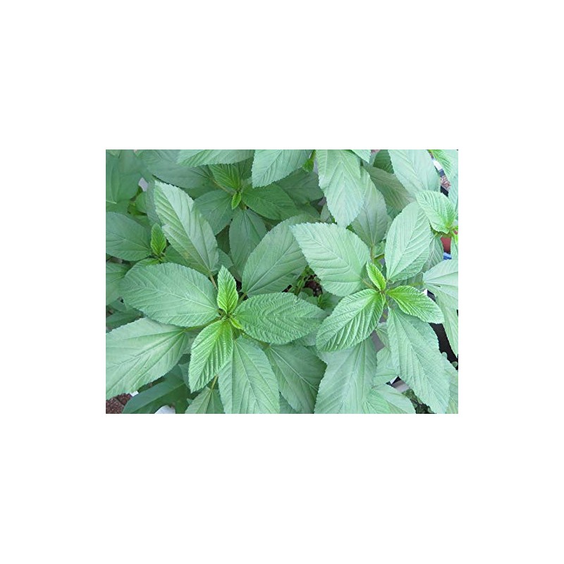 2 Packages of Egyptian Spinach (Rau Day/saluyot/ Molokhia/Jute Seeds) -
