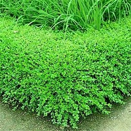 Korean Boxwood Shrub - Live Evergreen Plant Shipped in Gallon Container by DAS Farms