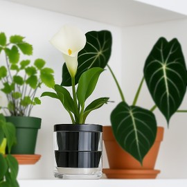 D'vine Dev Self-Watering Black Terracotta Planter, 4 in, 2-Pack, 37-Y-A-3