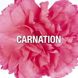 Giorgio Beverly Hills Red Women's Perfume, Eau De Toilette EDT Spray, Gift for Her, 3 Fl Oz