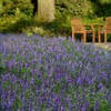 Outsidepride Angelonia Serena Blue - 15 Seeds