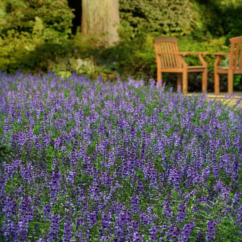Outsidepride Angelonia Serena Blue - 15 Seeds