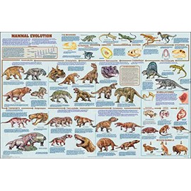 Mammal Evolution Educational Science Teacher Classroom Chart Print Poster 24x36