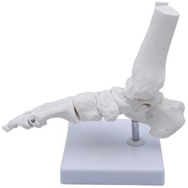 Monolife Plantar Model Plantar Joint Model Ankle Right Leg Specimen (Ankle Working Type)