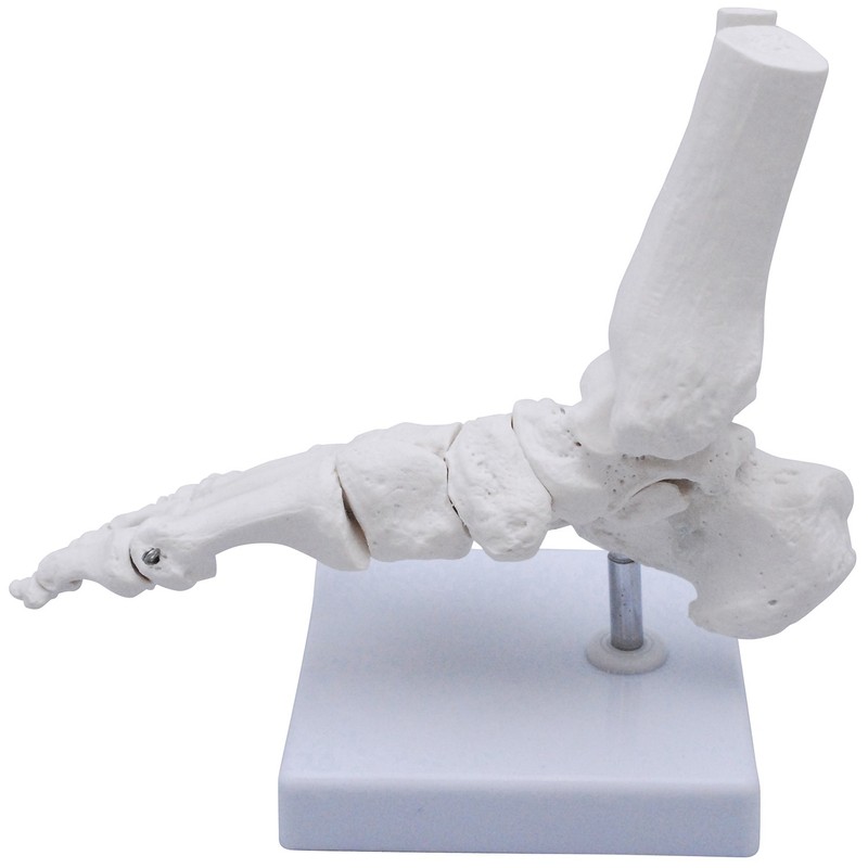 Monolife Plantar Model Plantar Joint Model Ankle Right Leg Specimen