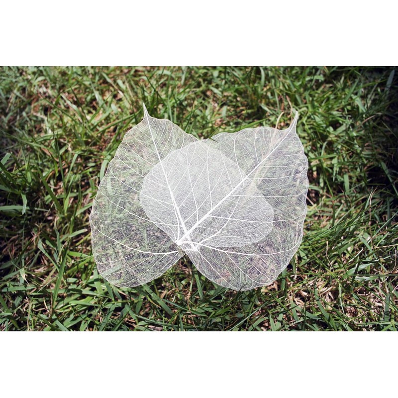 100 Pcs Bodhi Leaf Translucent Leaves Pho Bodhi Tree Veined