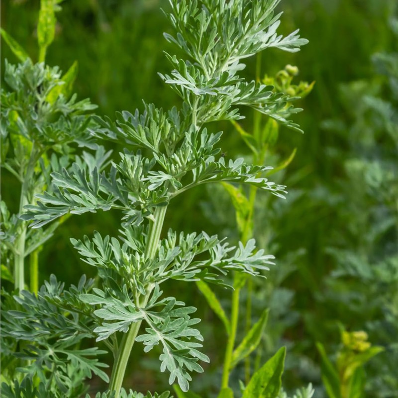 Herb To Body Wormwood Herb C/S | Cut & Sifted