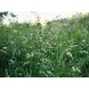 22Day Seeds: Seeds Cat Orchard Grass/Dactylis glomerat/Non GMO/Heirloom