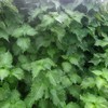 Shiso Herb Gardening Seeds (Perilla) - Green Ohba Ao Shiso